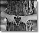 Heart on Tree, 2011 Catalog