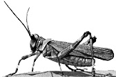 Grasshopper